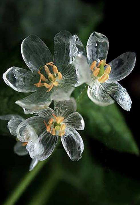 sixpenceee:  Diphylleia grayi also known as the skeleton flower. The petals turn transparent with the rain.