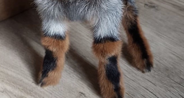 goat legs on Tumblr