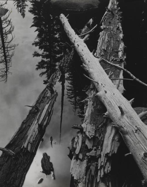 Brett Weston (American, 1911–1993), Trees, High Sierra California, 1955, Photograph, gelatin silver 