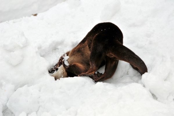 maggielovesotters:Otter has fun in the snow  Source: https://twitter.com/wonderfulzoo_k/status/693974993781194752Ahhhhcute