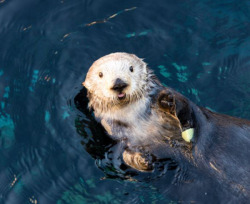 dailyotter:  Sea Otter Keeps a Snack for Later Under Her ArmPhoto of Rosa by Christopher Michel, via Monterey Bay Aquarium. The aquarium writes that “sea otters have pockets under each arm—perfect for keeping paws free to hunt during a dive!”