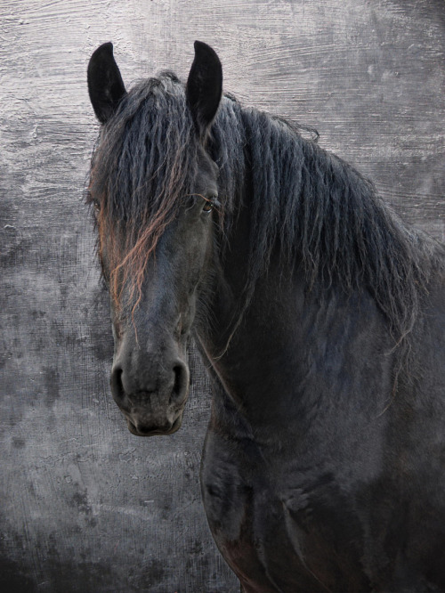 redwingjohnny:horse with no name by Joachim G. Pinkawa / 500px