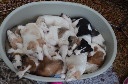 gayscreechingnoises: gentlealien: lord-kitschener: spryfeatborzoi: Ten-in-bed A bucket of snoots a g