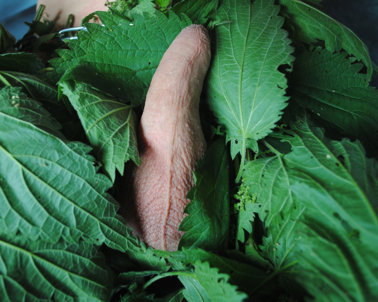 Look what’s hidden in the nettle bushes.