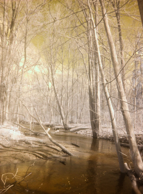 Went out in the woods today.Used my modified IR camera