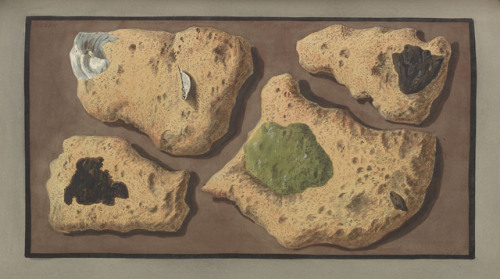 Happy Earth Day!Illustrations of volcanic rock from Campi Phlegraei by Sir William Hamilton, IUZ0037