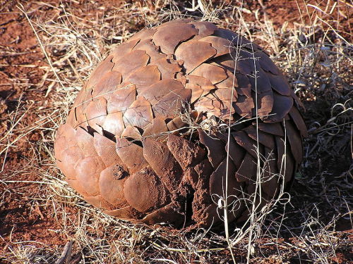 cool-critters:Ground pangolin (Manis temminckii)The ground pangolin is one of four species of pangol