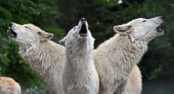 sisterofthewolves:Hudson bay wolves by Joke