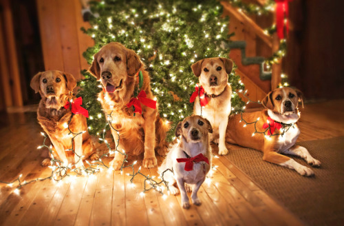 jenkotsu: aswechoke: Here are some dogs wearing Christmas lights.