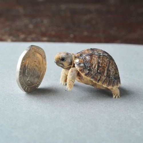 pardonmewhileipanic: the-nerdy-curvy-feminist: end0skeletal: This has been a baby turtle (and tortoi
