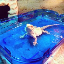 Drako enjoying a bath.#beardeddragon #pet
