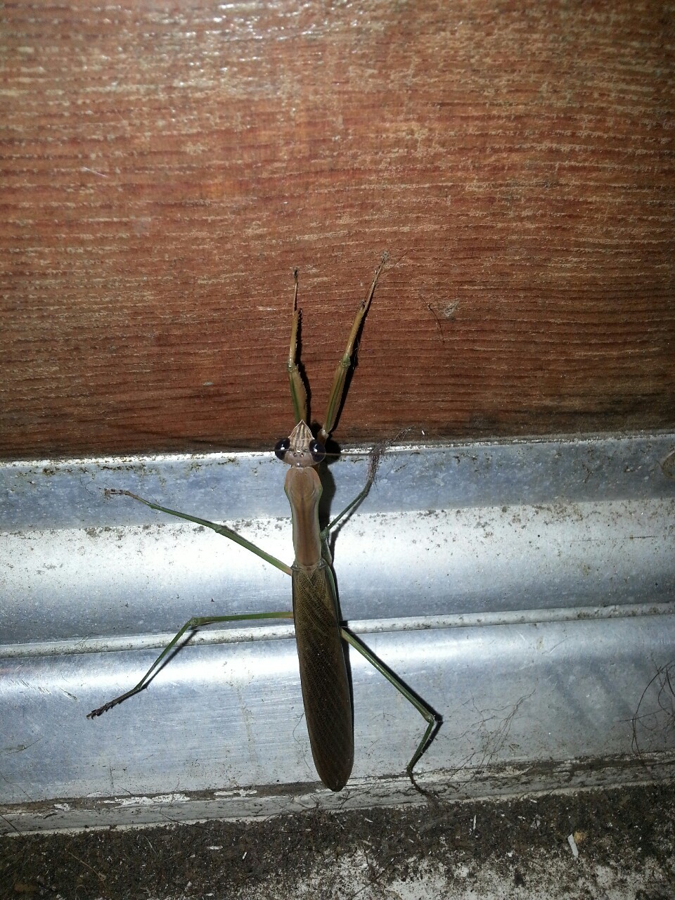Was smokin a cigarette on my porch, to to open my door and this little fucker flies