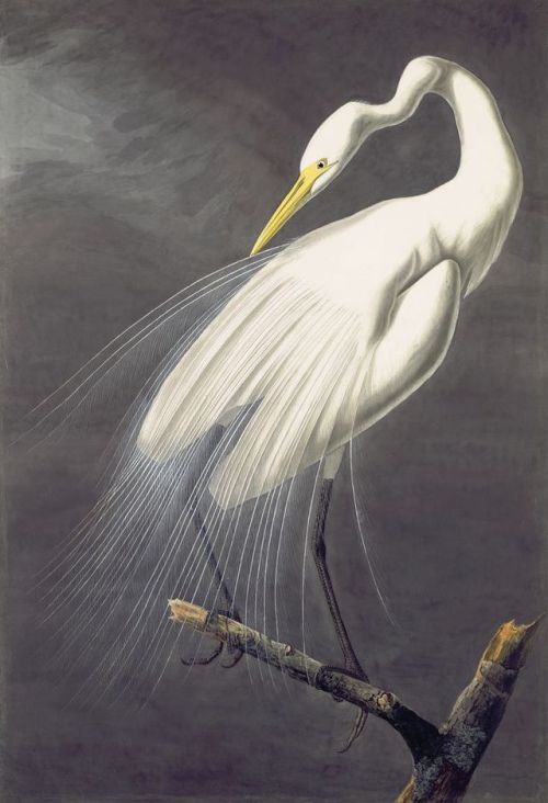 heartbeat-of-leafy-limbs: JOHN JAMES AUDUBON Great Egret [1821]