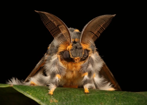 sinobug:  Rosy Gypsy Tussock Moth, male (Lymantria