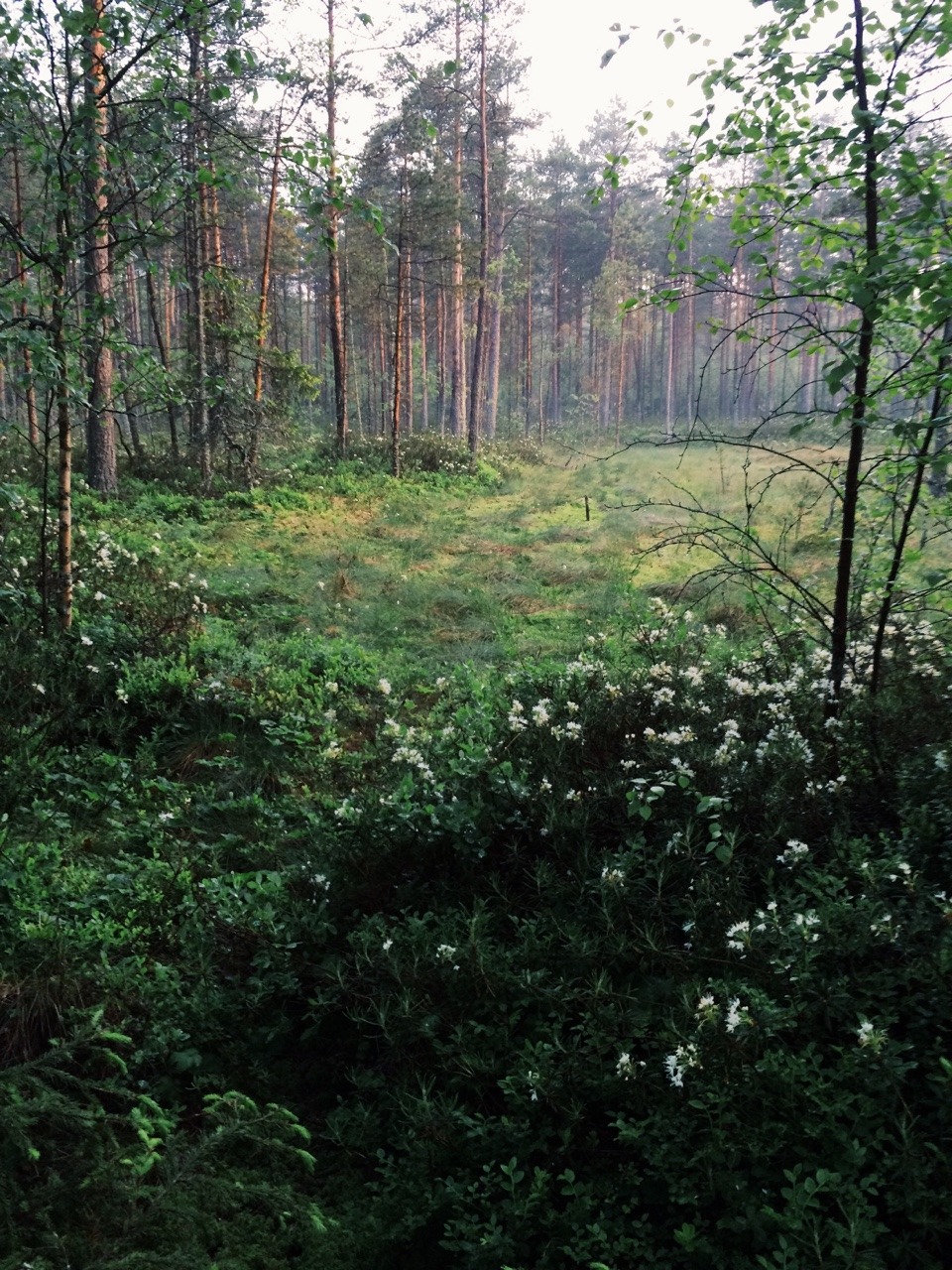 myytit:  myytit:  I love the forest at night. I love this place. There is no places