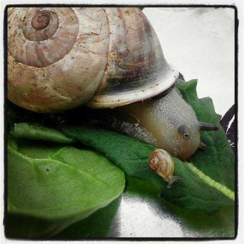 amischiefofmice:  a-fart-has-no-nose:  Can we please just all take a moment and think about how snails are the cUTEST FUCKING THING I HAVE EVER SEEN. HOLY SHIT.  march of the noot noots 