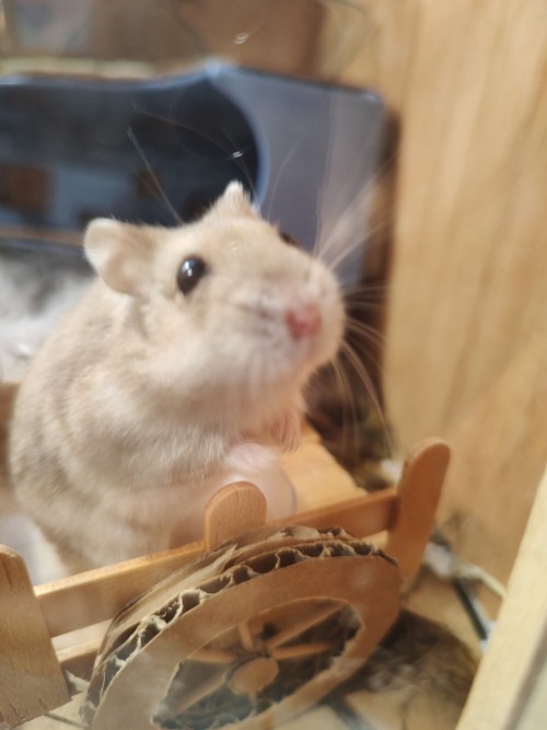 Reblog So Mirabel Can Sniif Ur Freinds! Get Snorfed!!