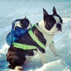 gokuma:  lolcuteanimals:  Boston Terrier carrying her pup in a backpack.  #important 