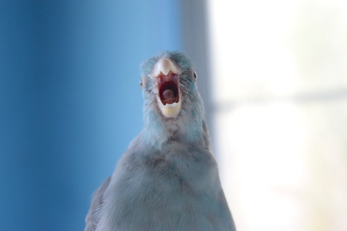 flock-talk:   guardingafterdawn:  aderynnn:  I love having a parrot because one minute they are the most beautiful creature ever to exist and the next they’ve turned to face you straight on and you’re cry-laughing because from the front they look