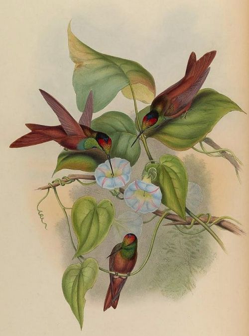 Here are some thirsty hummingbirds. &lsquo;Rainbow Starfrontlets&rsquo; (Coeligena iris) fro