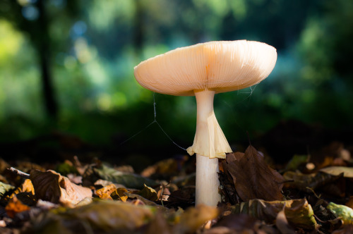 Mushroom by ~bladygoesdown