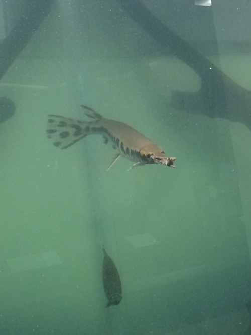 homofaggins:nyehs:THE other day I went to a museum in my town and they had a gar in the tank and it 