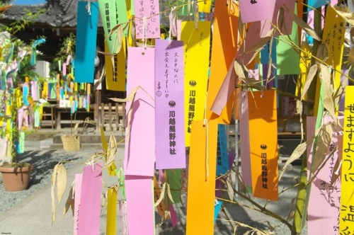matryokeshi:09 July 2018. Tanzaku (paper to write wishes on for Tanabata) in Kumano Shrine, Kawagoe,