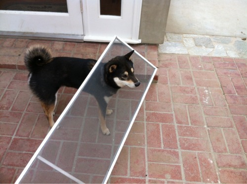 animal-factbook:Specific dog breeds like Shiba Inu have the ability to pass through physical barrier