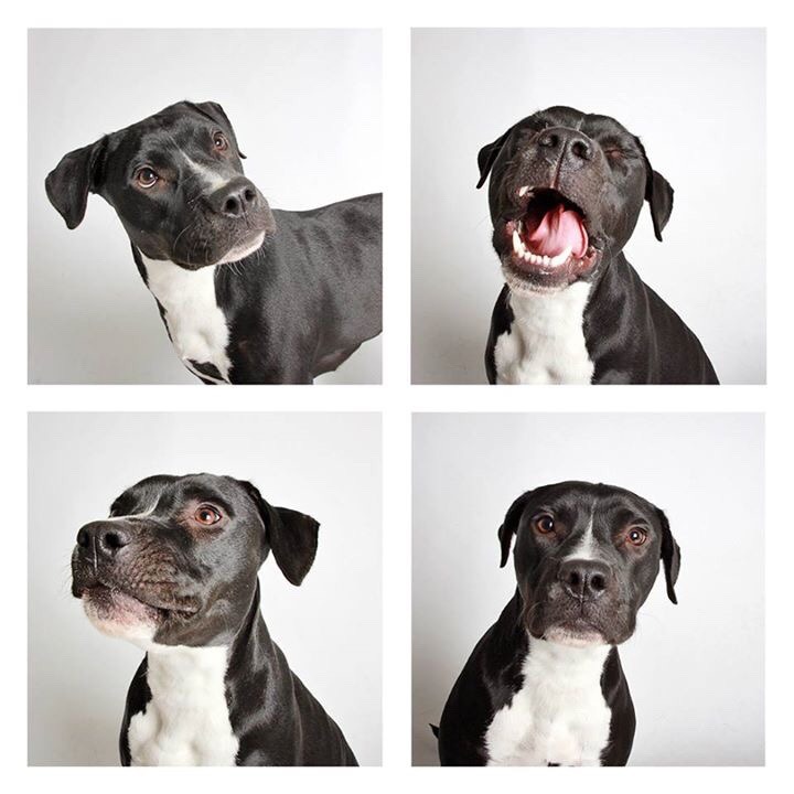 019295:  Meet MAY, A Pitt-bull Mix.