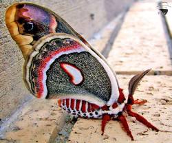 earth-phenomenon:  Cecropia Moth (Hyalophora