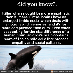 did-you-kno:  Killer whales could be more empathetic  than humans. Orcas’ brains have an  enlarged limbic node, which deals with  emotions and memories, and it’s far  more complicated than ours. Even when  accounting for the size difference of a 