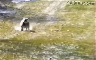 gifboss:  Nope