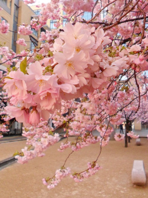 vwcampervan-aldridge:Pink Cherry Blossom, Japanese peace garden, Oozells Square, Birmingham.All Orig