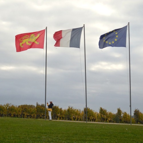 Drapeaux, vignoble, Sauternes, Gironde, 2017.The flags of Aquitaine, France and the European Union a