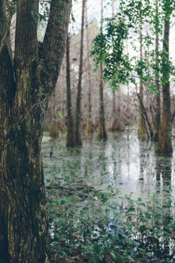 northskyphotography:  Swamp | by North Sky