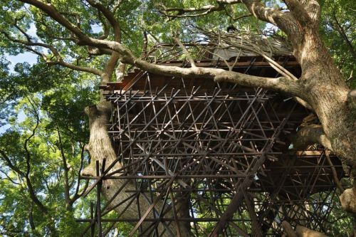 wordsnquotes:  thedesigndome:Japan’s Largest Treehouse Was Built Around a 300-year Old Tree A professional Japanese tree house designer for 15 years Takashi Kobayashi has built over 120 tree houses in Japan and globally.  Keep reading