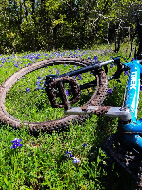 gravitystardust:  It’s Texas… so you have to take a picture of the bluebonnets!  Great, albeit muddy