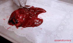 kuismind:  cat lungs  No estoy completamente seguro pero parecen mas bien pulmones  humanos que de gato&hellip;&hellip;&hellip;  y si, son pulmones inflandose ;)