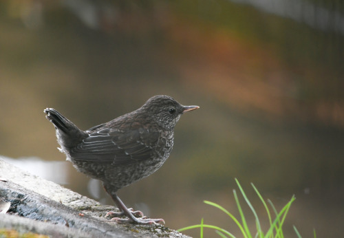 birdwatching