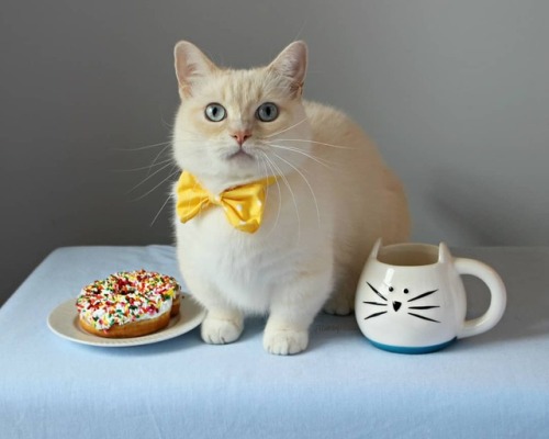jtcatsby: For me?!?! I love sprinkles!!! What’s your favorite kind of donut? #NationalDonutDay