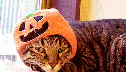 kittycatdaily:  Happy Halloween! 