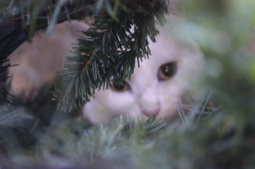 ilary90:  My cat posing for me under the Christmas tree.