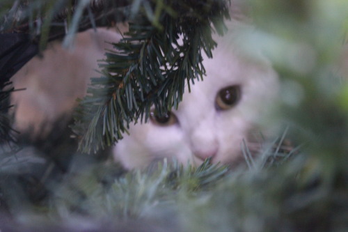 ilary90: My cat posing for me under the Christmas tree.