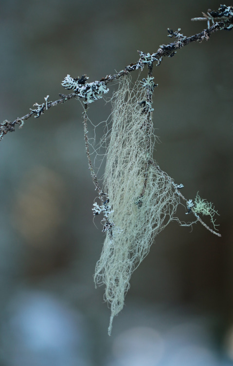 usnea