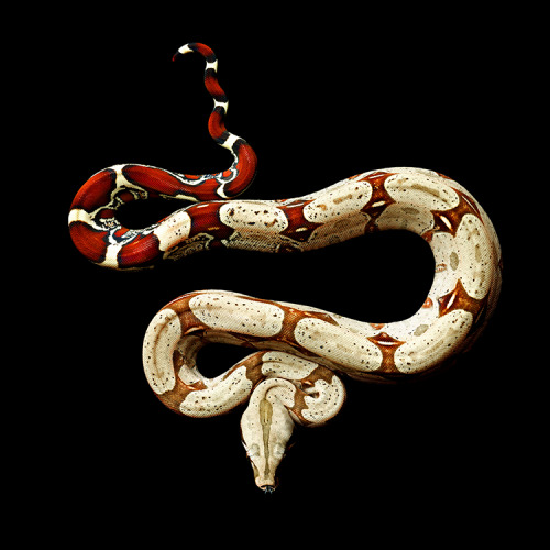 blancasexyuniverse:kiwialldaylong:‘Serpentine’ by Mark Laita, Amazing Photographs Of Snakes With Gor