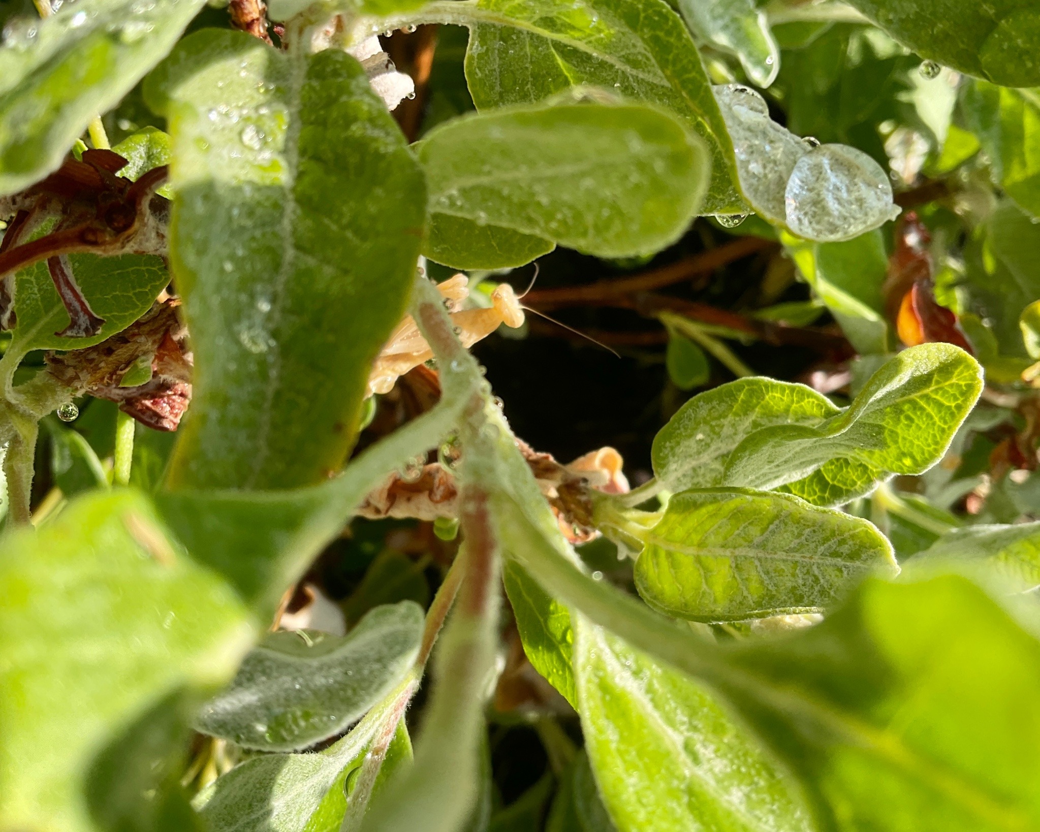 A white preying mantis between fuzzy green leaves.