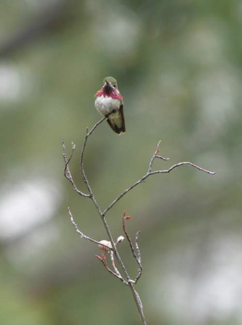 Calliope Hummingbird (Selasphorus calliope) Trochilidae, maleBlue Mountain National Recreation Area,