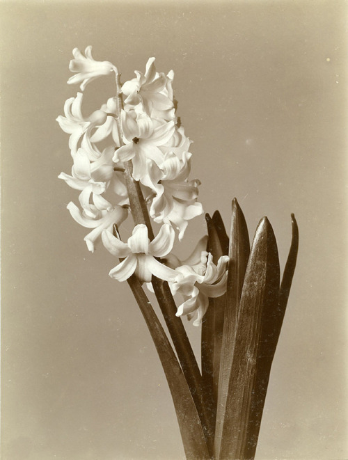 Wilhelm Weimar, Hyacinthe, 1897-1902. collodium paper. Via MKG