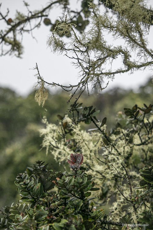 In A Lost World: Hawai’i Volcanoes National Park: &copy; riverwindphotography, Dec. 2019