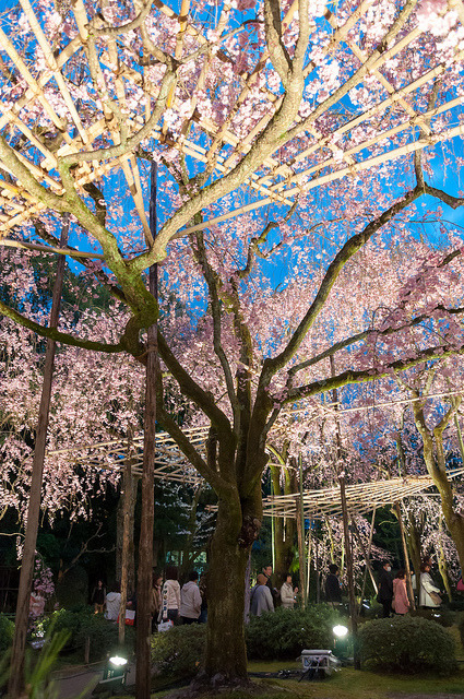 平安神宮 南神苑 しだれ桜ライトアップ by GENuine1986 on Flickr.